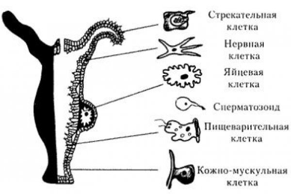 Аналог hydra