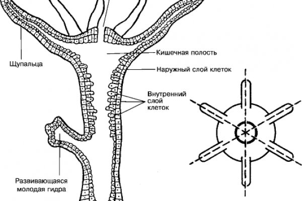 Кракен сайт ссылка тор браузере