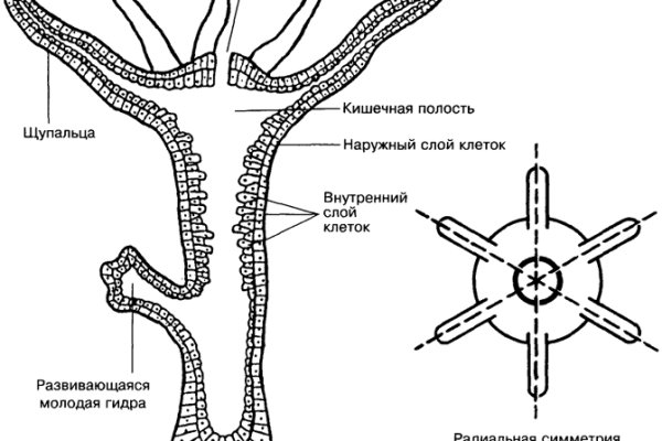 Kraken 13 at сайт